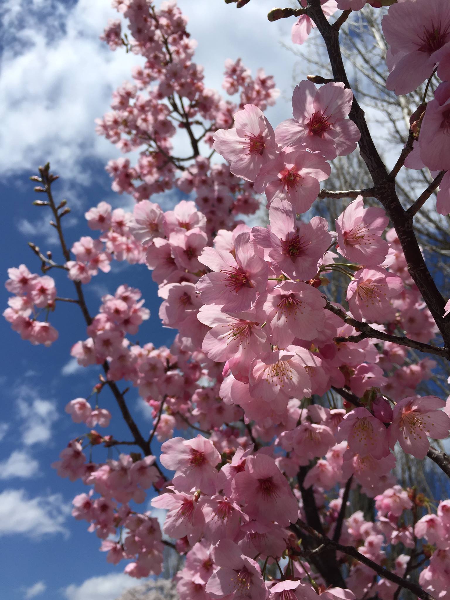 Hanami: Eating Under the Cherry Blossoms