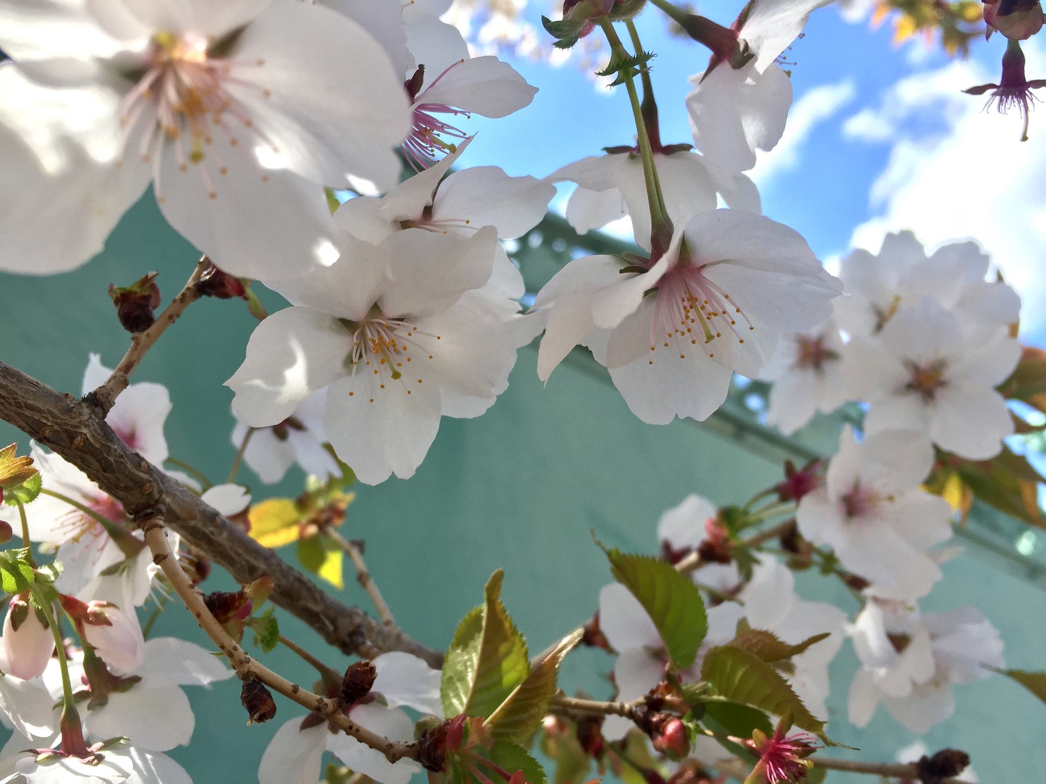 Cherry Blossom Season in Tokyo